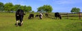 Piebald farm milk cows on a pasture